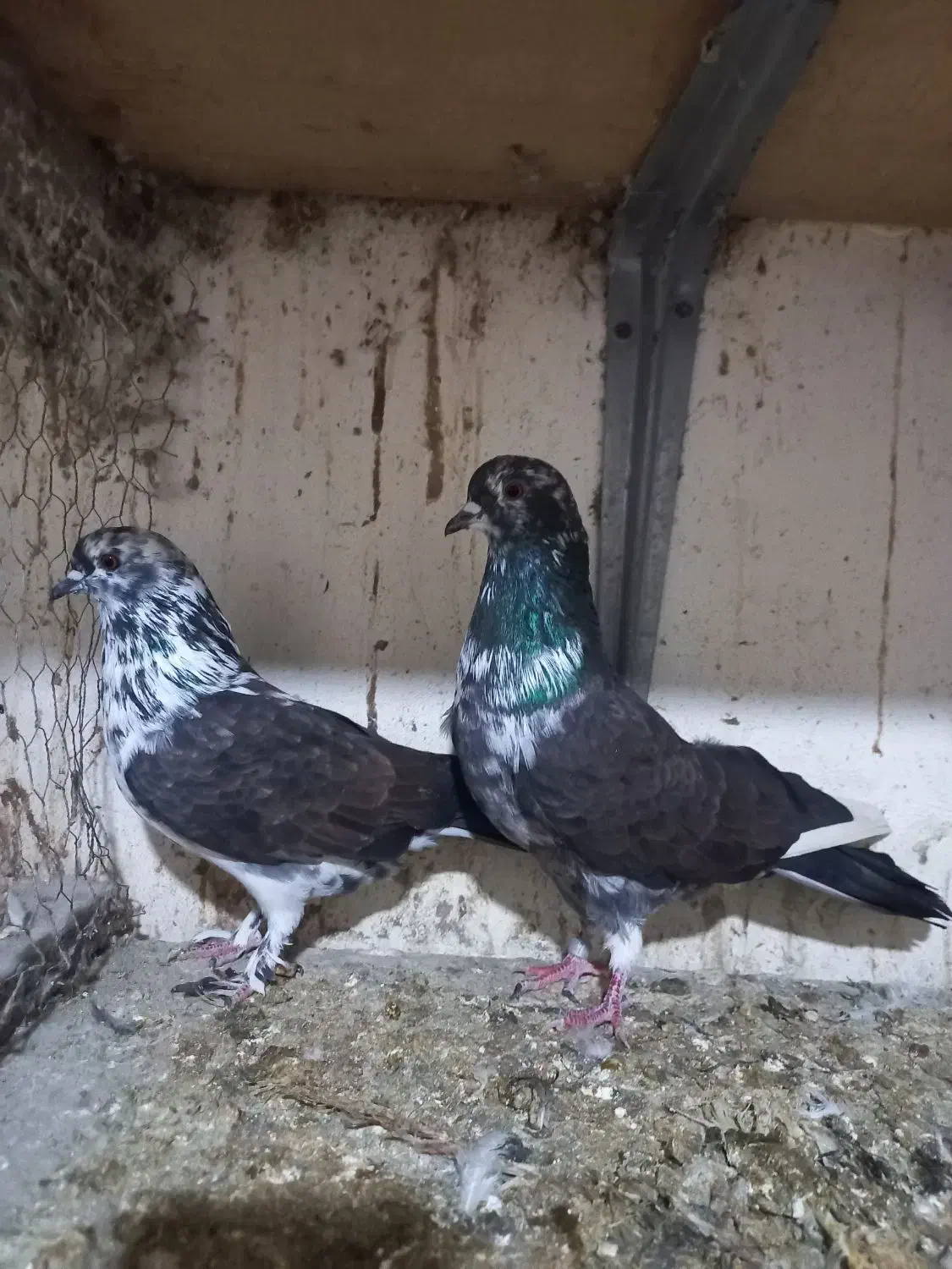 کبوتر پرشی|پرنده|رودسر, |دیوار