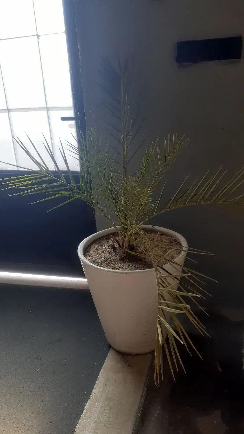 نخل زینتی|گل و گیاه طبیعی|میاندوآب, |دیوار