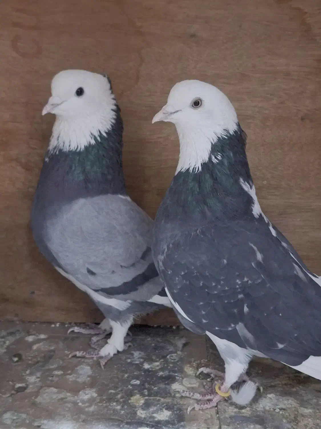 کبوتر پرشی|پرنده|ارومیه, |دیوار