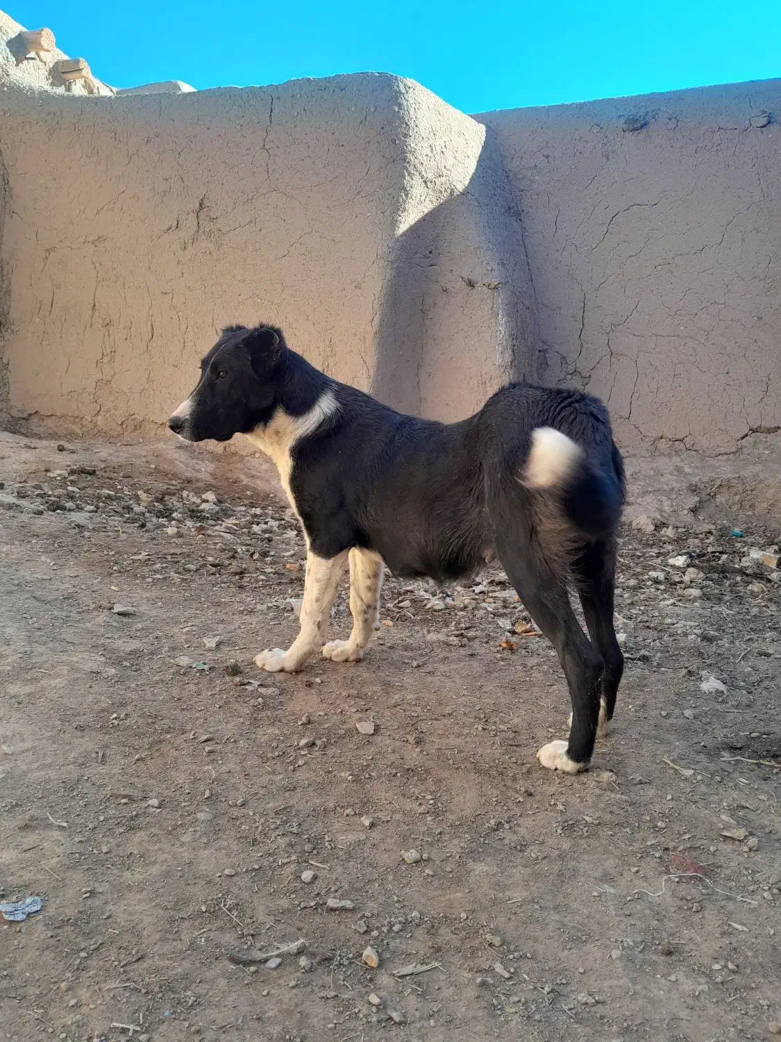 واگذاری سگ|سگ|خرقان, |دیوار