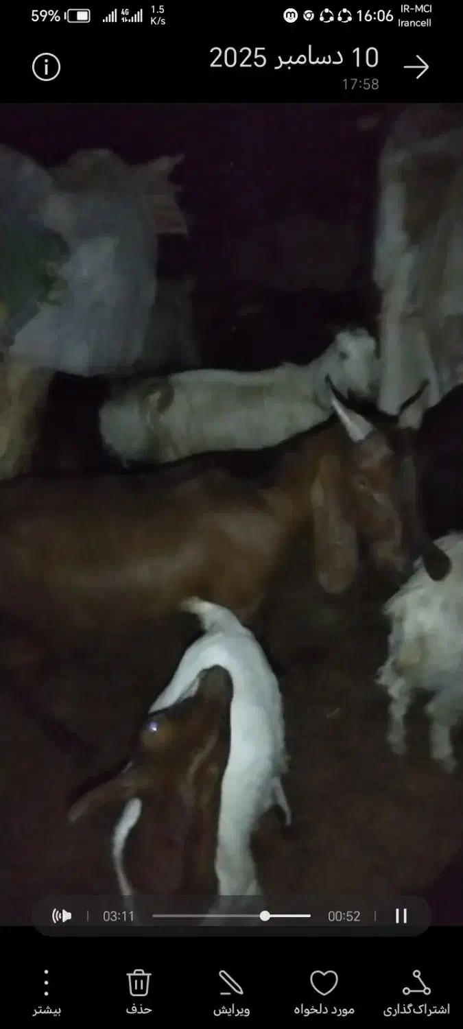 فروش گوسفند پاکستانی|حیوانات مزرعه|رودان, |دیوار