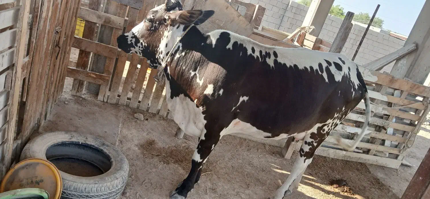 گاو ماده|حیوانات مزرعه|قشم, |دیوار