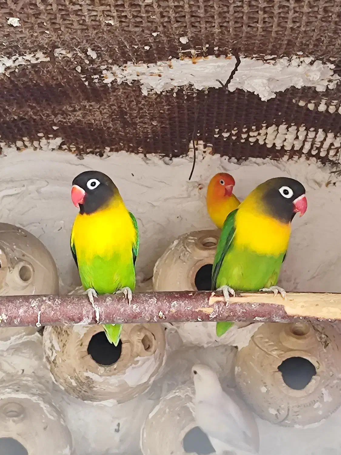 جفت کوتوله یقه زرد|پرنده|گله دار, |دیوار