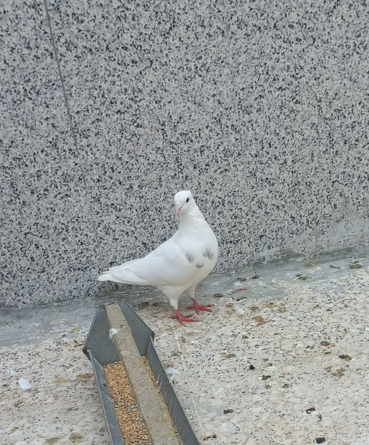 طوقی طوق کفتر کبوتر|پرنده|فسا, |دیوار