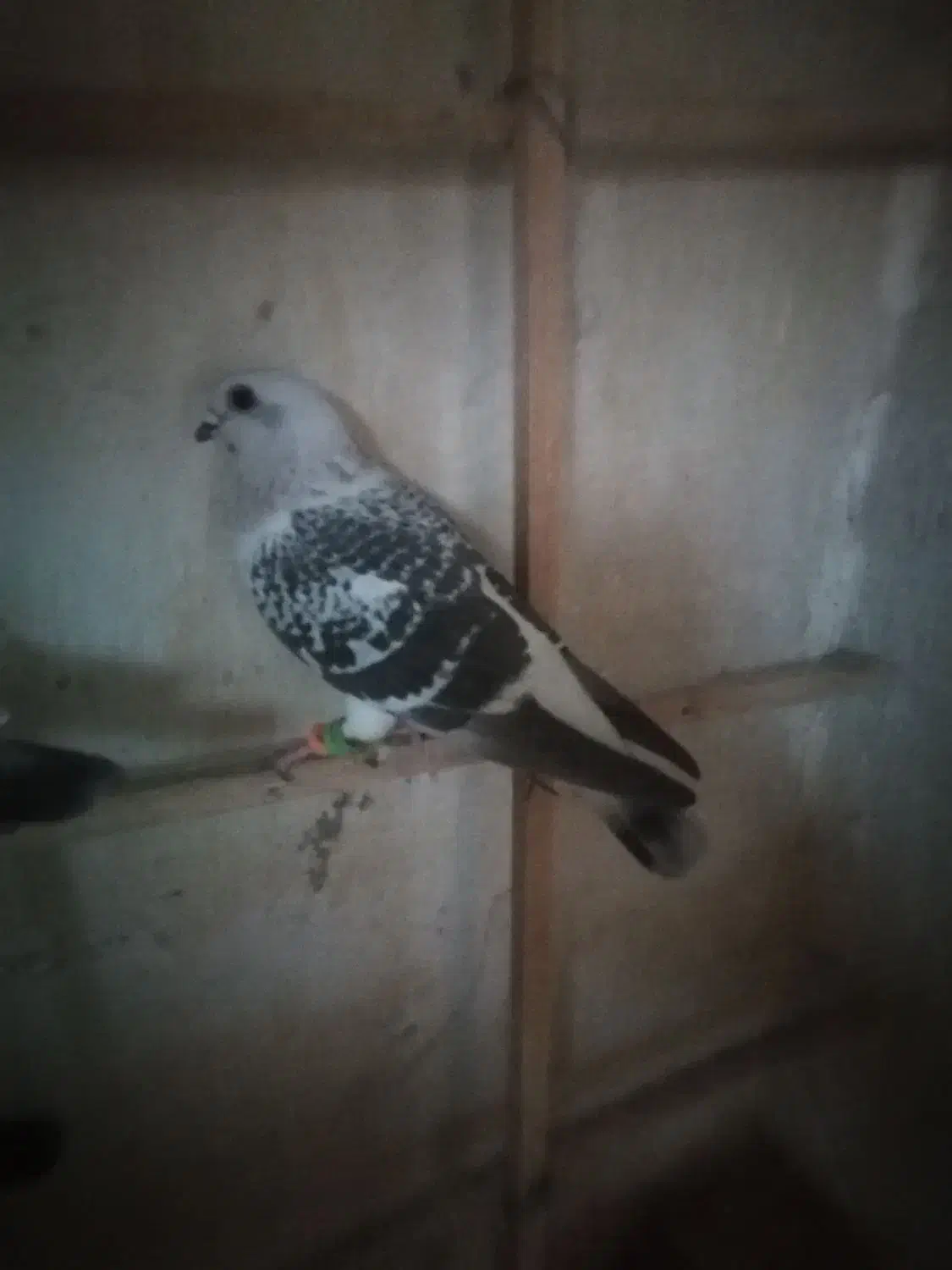 کبوتر شامی ماده|پرنده|قوچان, |دیوار