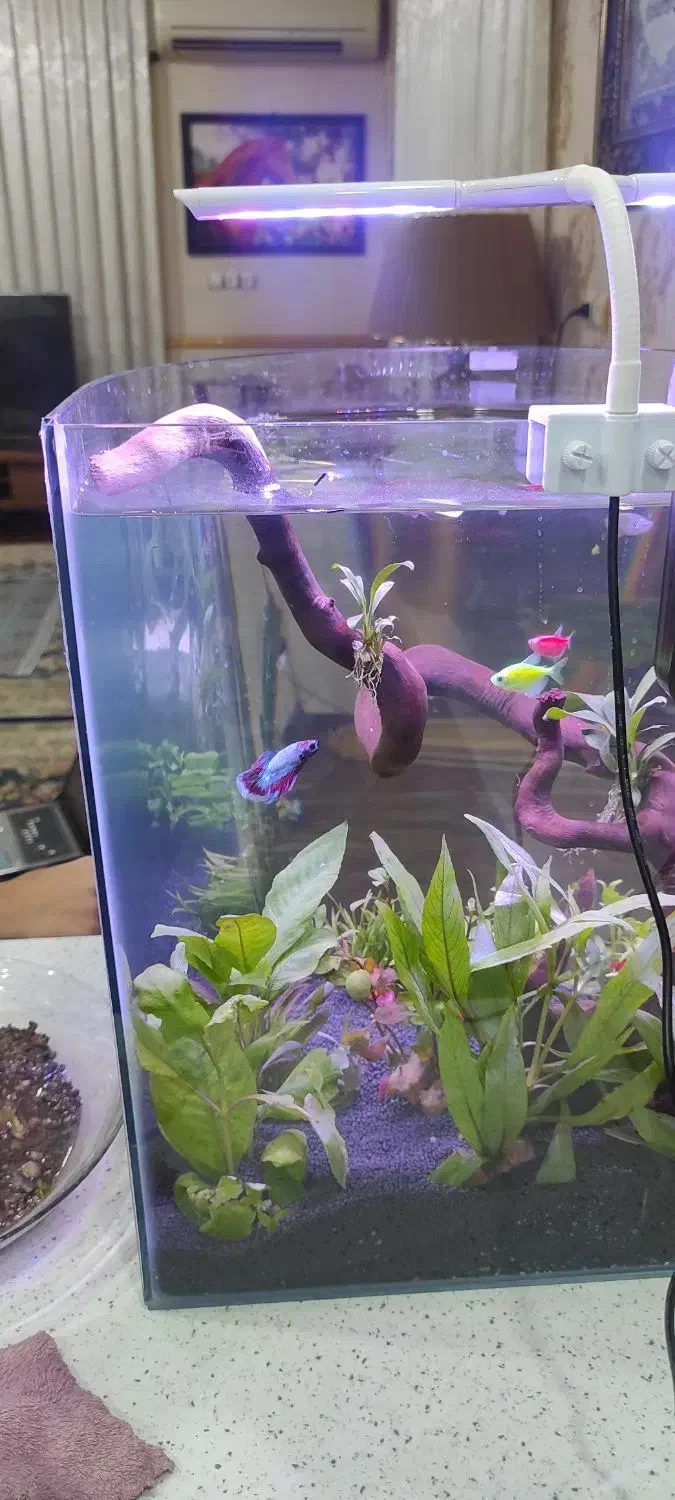 آکواریوم طرح شیشه خمیده|ماهی|مسجد سلیمان, |دیوار