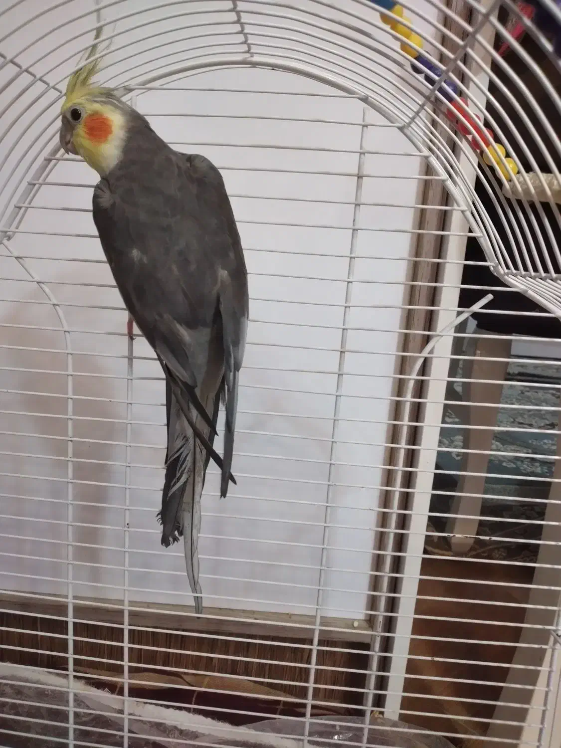 پرنده عروس|پرنده|رشت, کوی مهر|دیوار