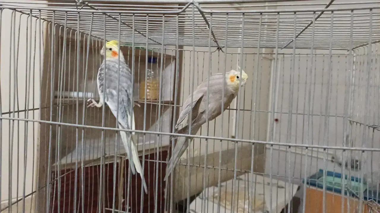 یک جفت عرووس مولد|پرنده|چادگان, |دیوار