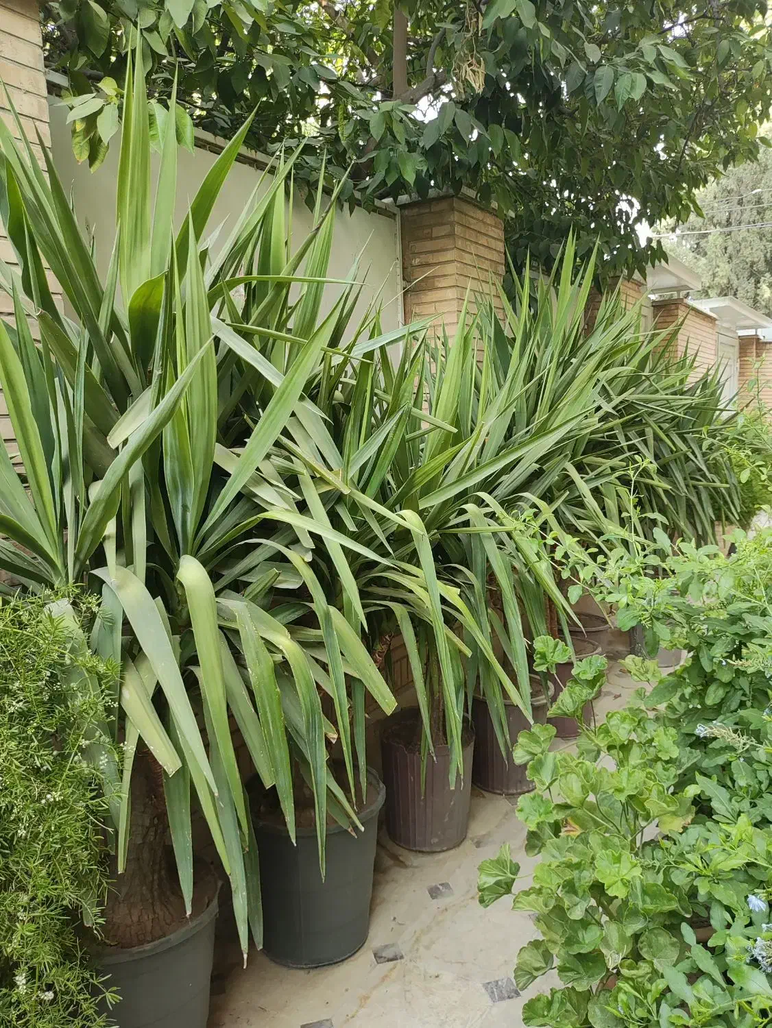 یوکا زیر قیمت گلخانه|گل و گیاه طبیعی|شیراز, زرگری|دیوار