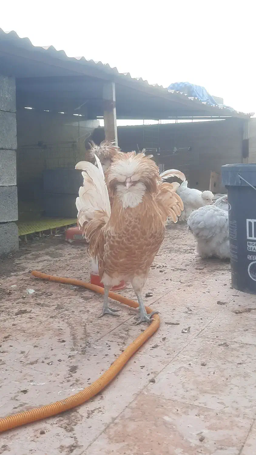 خروس پولند بوف اصیل|حیوانات مزرعه|نکا, |دیوار