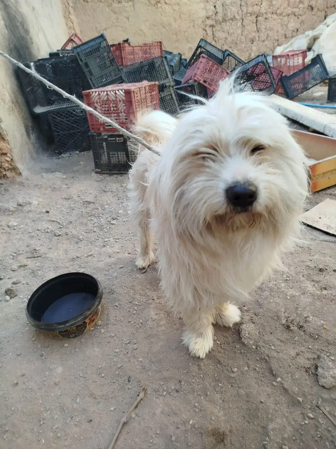 سگ پا کوتاه خانگی|سگ|تاکستان, |دیوار