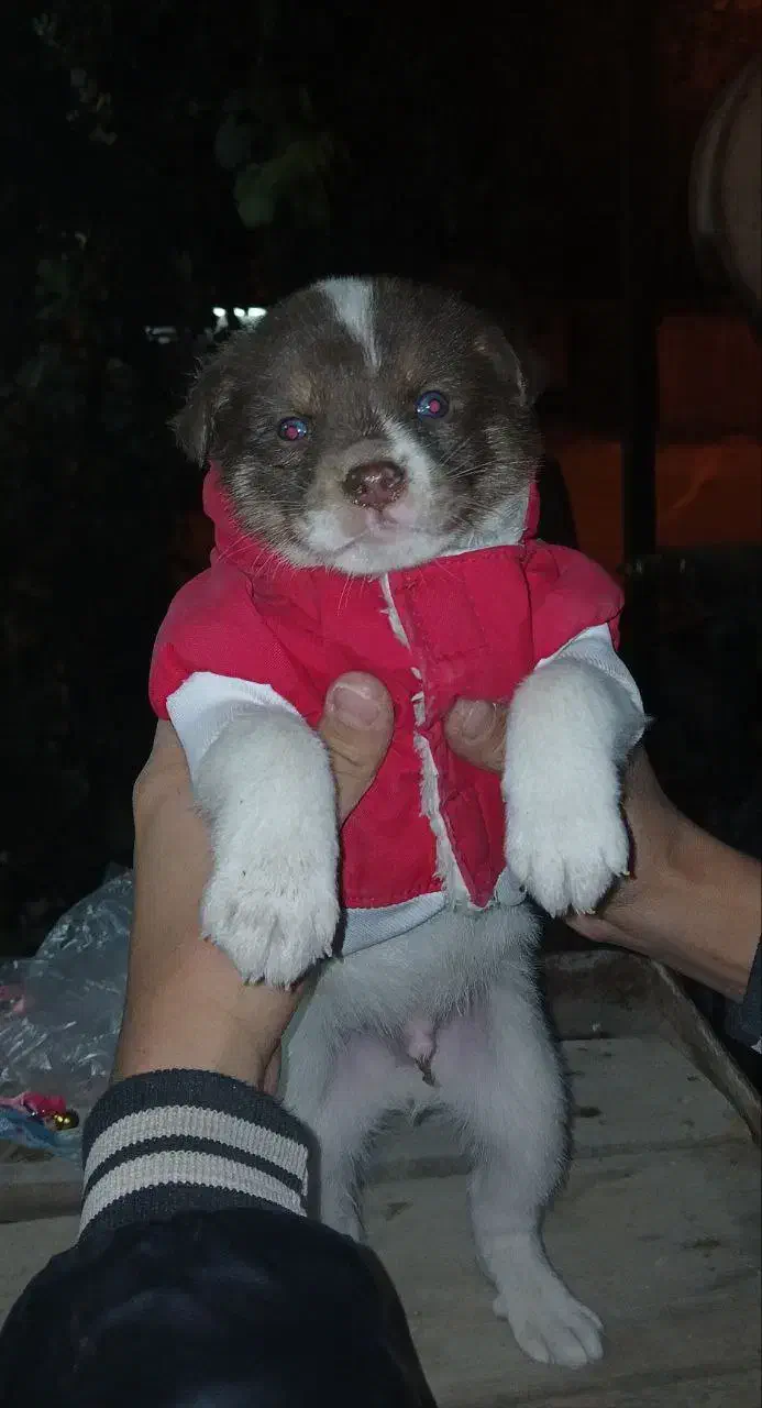 سگ پاکوتاه فروشی|سگ|ری, فیروزآبادی|دیوار