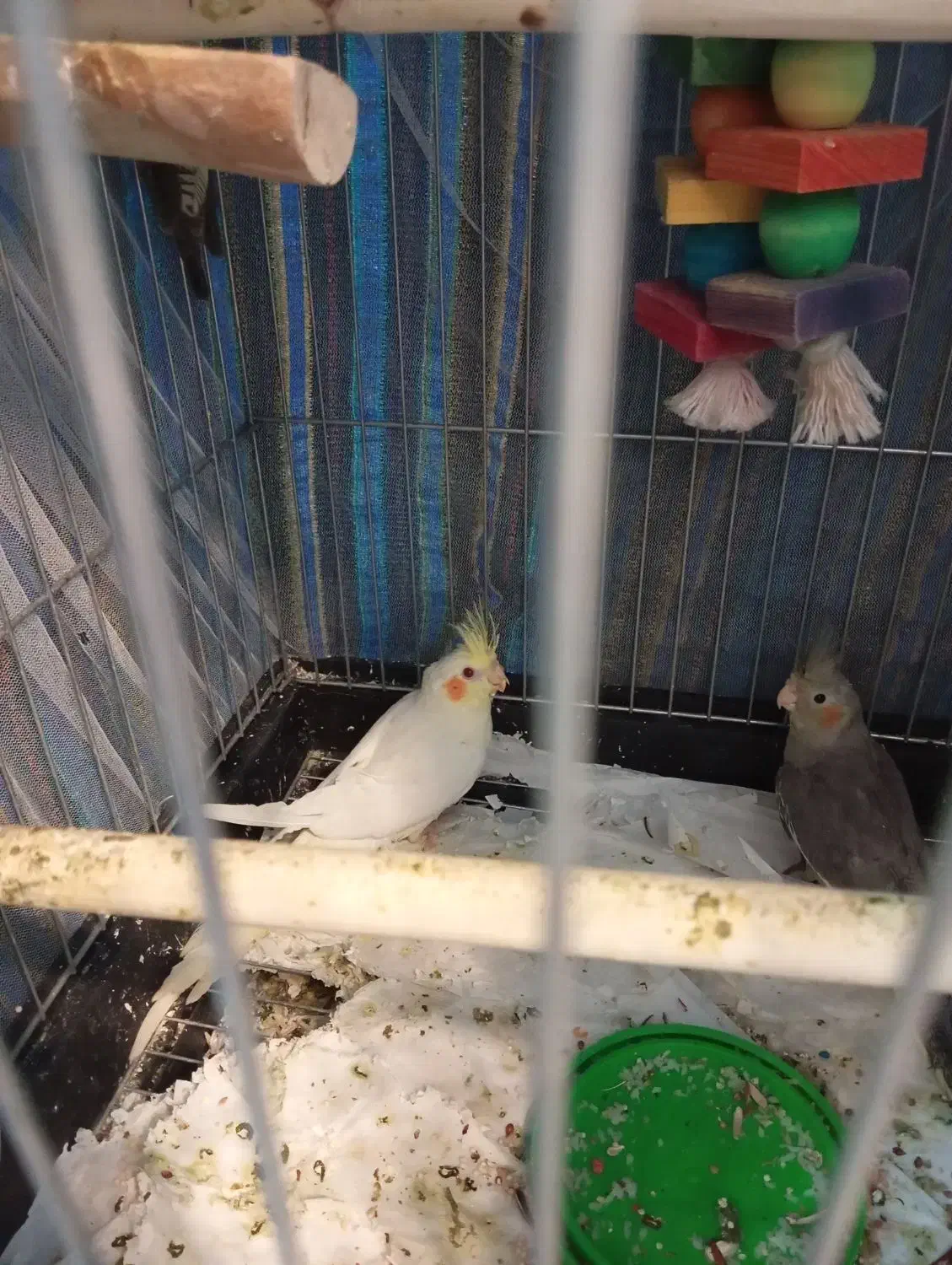 عروس هلندی|پرنده|وحیدیه, |دیوار