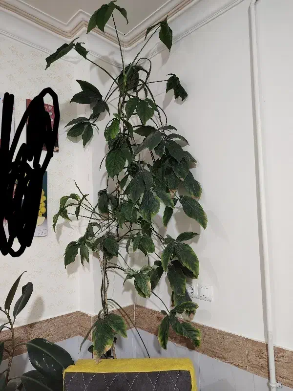 گل سینگینیوم|گل و گیاه طبیعی|بیرجند, |دیوار