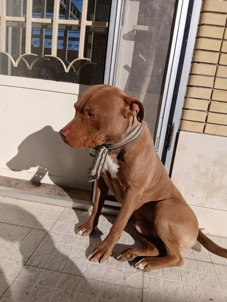 واگذاری سگ پیت بول قیمت۱۶ت|سگ|آباده, |دیوار