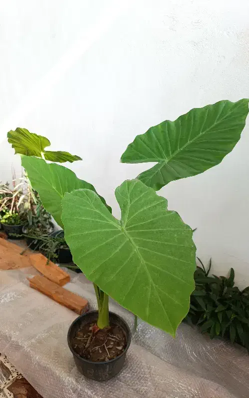 گل بابا آدم و سوزنی|گل و گیاه طبیعی|رشت, امین الضرب|دیوار