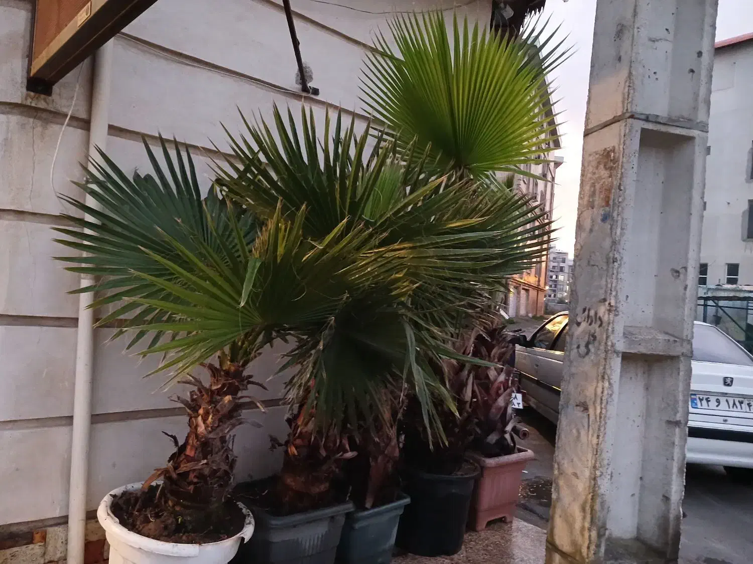 درخت پالم و انواع درختچه|گل و گیاه طبیعی|رشت, دیلمان|دیوار