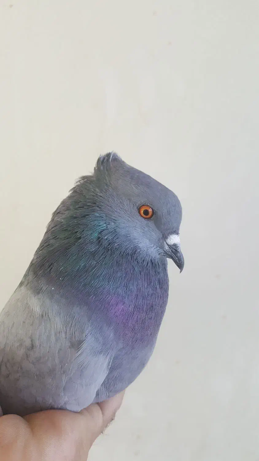 کبوتر سبز|حیوانات|اصفهان, سودان|دیوار