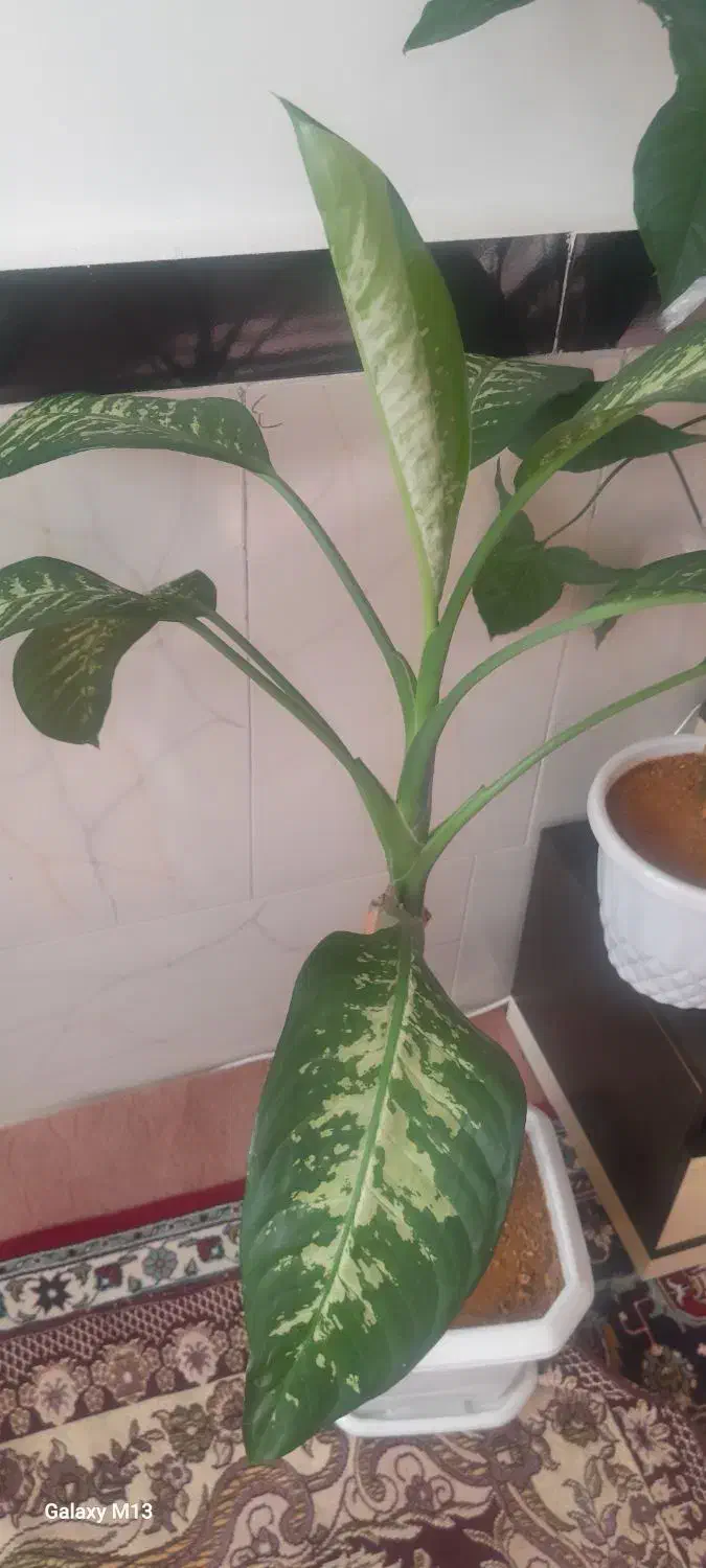 گل دیفن|گل و گیاه طبیعی|بلبان آباد, |دیوار