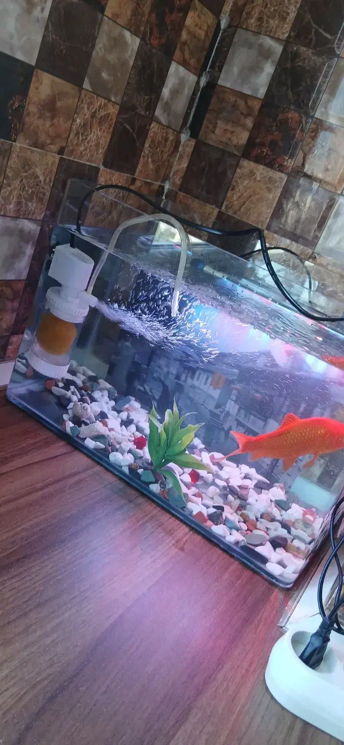 مجسمه داخل شیشه معاوضه با سهره قناری عروس هلندی|مجسمه، تندیس، ماکت|اشتهارد, |دیوار