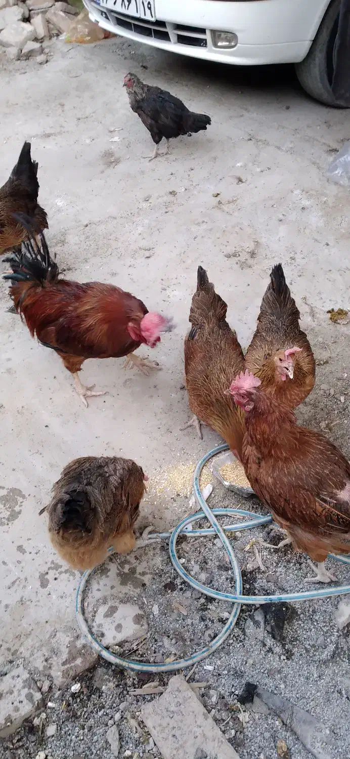 خروس محلی|حیوانات مزرعه|کرمانشاه, |دیوار