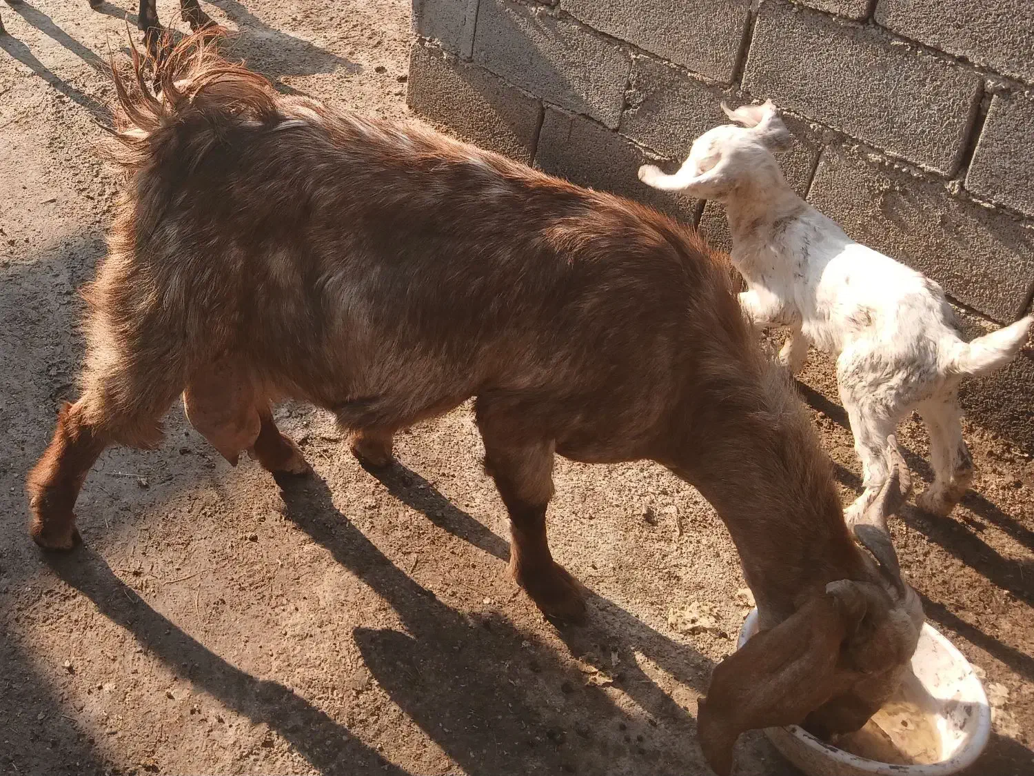 عبودی|حیوانات مزرعه|شادگان, |دیوار