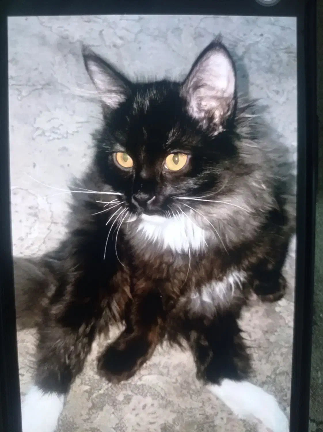 گربه پیشی|گربه|فولادشهر, مسکن مهر فولادشهر|دیوار