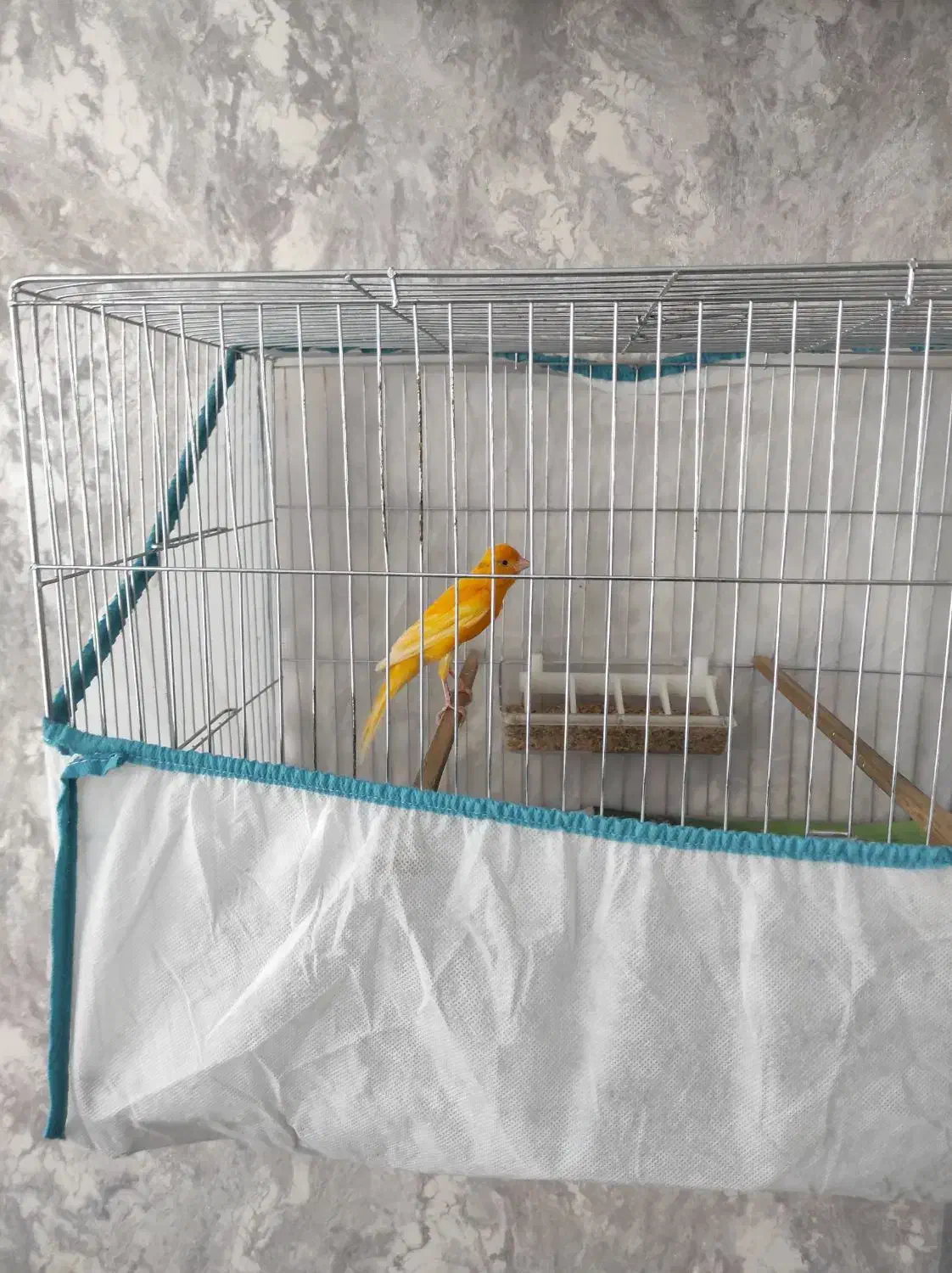 قناری نر قرمزآماده|پرنده|اردبیل, |دیوار