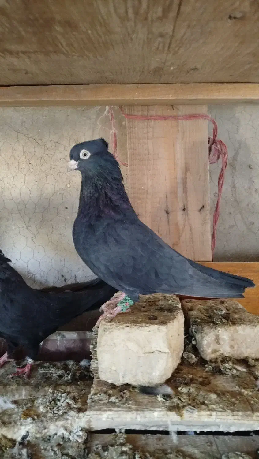 زاغ آبادانی قیل چشم نک سفید|پرنده|زیباشهر, |دیوار