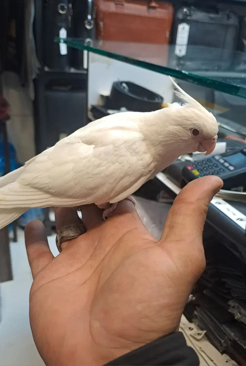 طوطی عروس هلندی البینو|پرنده|بندرعباس, |دیوار