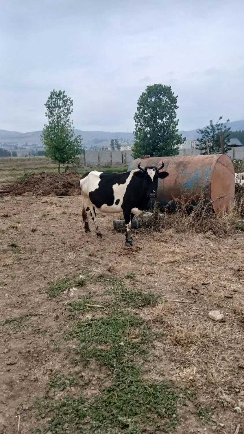 معاوضه گاو با خودرو شما|حیوانات مزرعه|کلاردشت, |دیوار