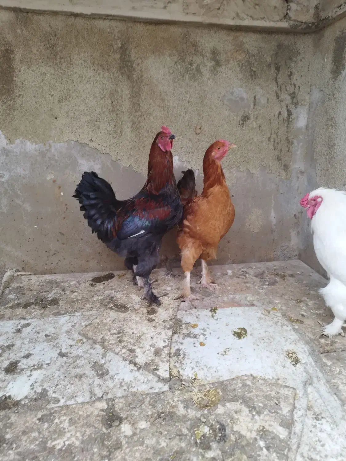 خروس گلین جوان ۹ماهه مرغگیر سالم درشت|حیوانات مزرعه|فردیس, شهرک شهید حسینی|دیوار