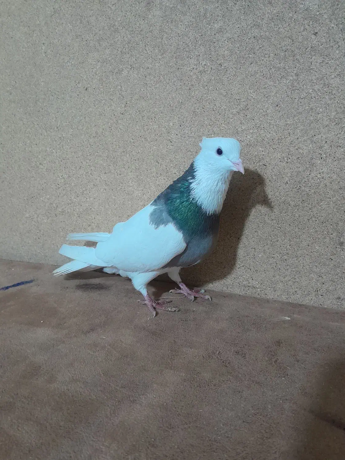 کبوتر طوقی نر|حیوانات|تبریز, |دیوار