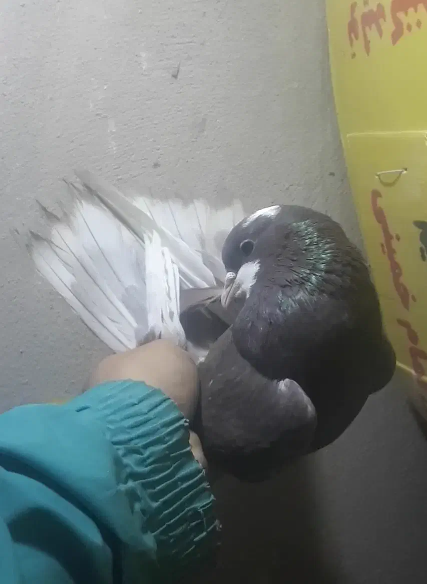 کبوتر پرشی غریب|پرنده|کوهدشت, |دیوار