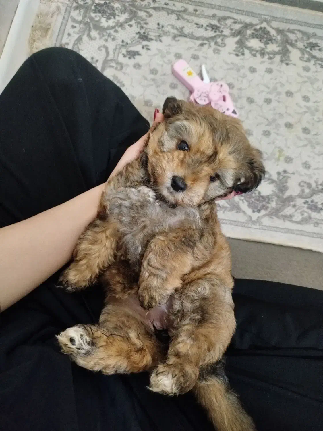 سگ فنجونی|سگ|پاکدشت, پاکدشت (مامازند)|دیوار