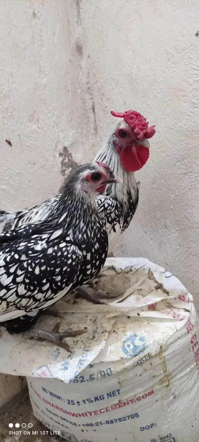 تخم مرغ نطفه دار سبرایت|حیوانات مزرعه|بجنورد, |دیوار