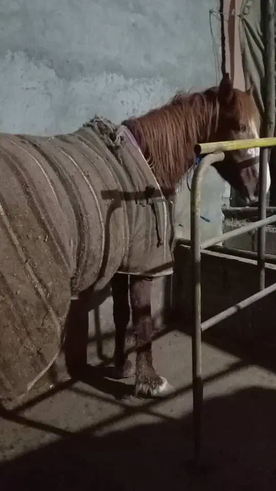 اسب کرد باری و سواری|اسب و تجهیزات اسب‌سواری|رحیم‌آباد, |دیوار