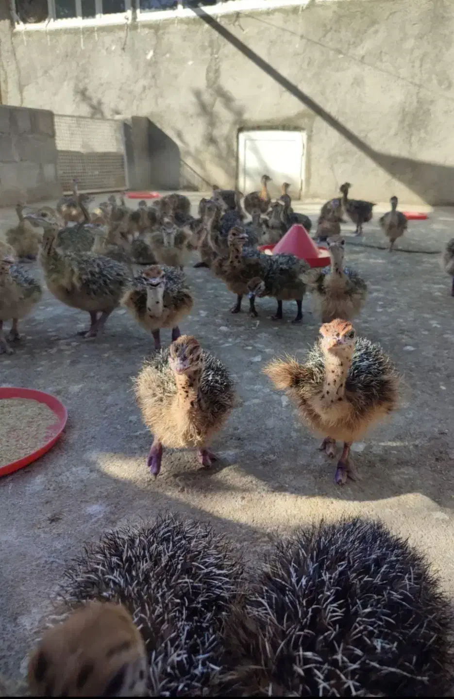 شترمرغ از۱۷روزه تایک ماه کارخانه کویران جوجه|حیوانات مزرعه|مشهد, شهرک صنعتی مشهد|دیوار