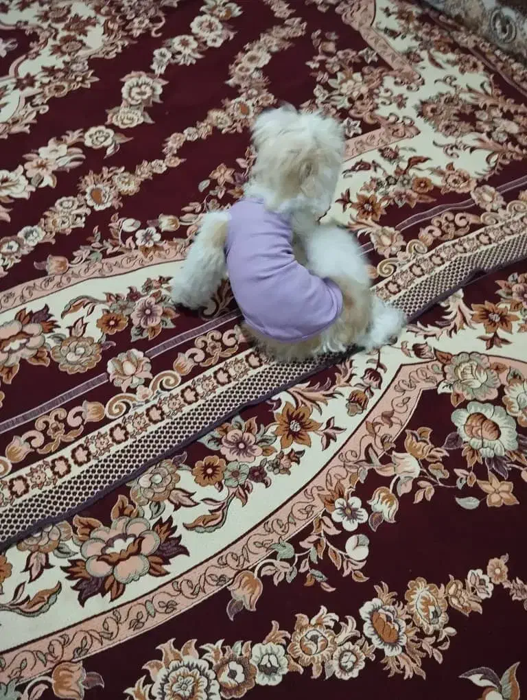 سگ خانگی شیتزو اصل|سگ|ارومیه, |دیوار