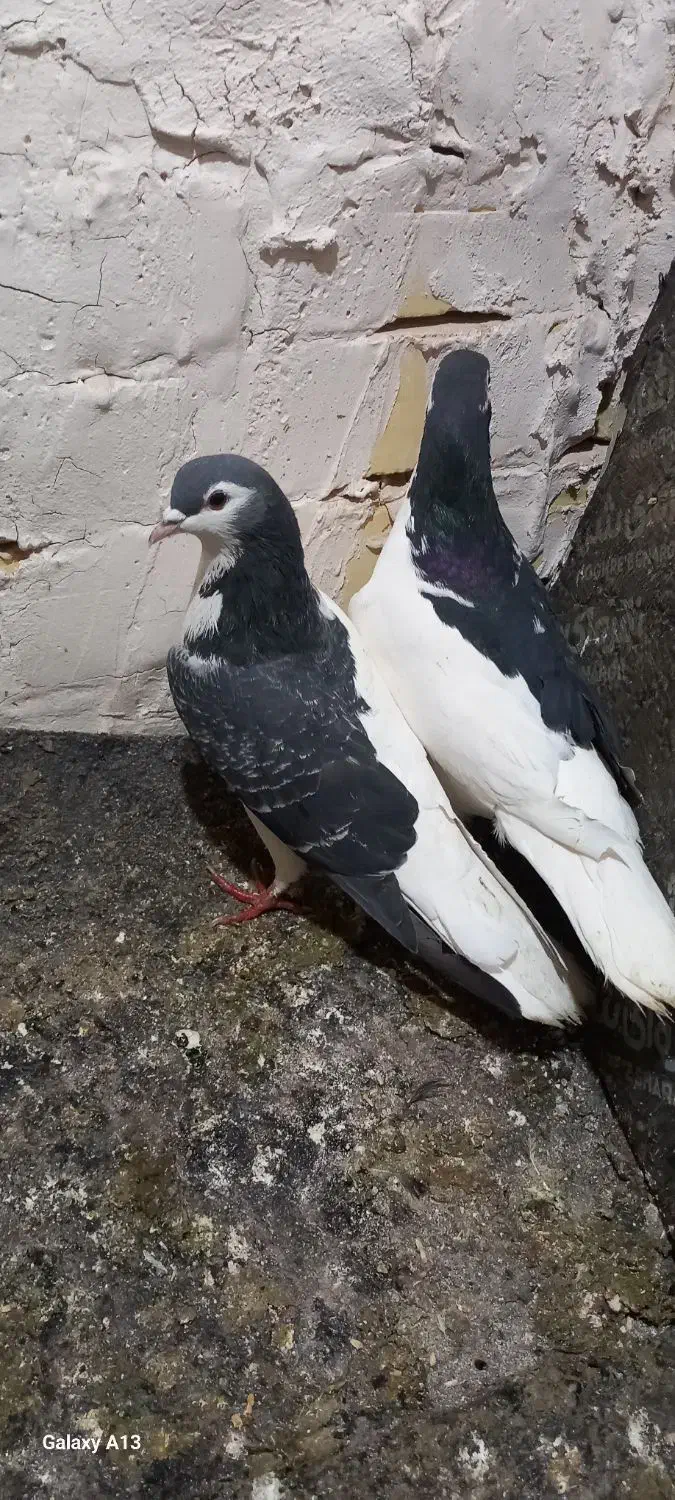 کفتر نرماده چب و راست|پرنده|رشتخوار, |دیوار