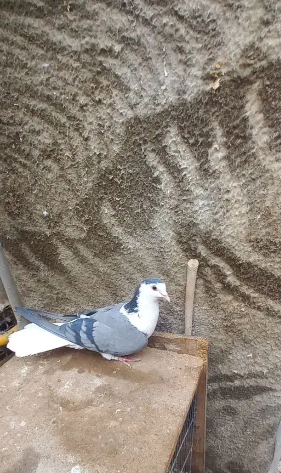 واز بومی|پرنده|اصفهان, کشاورزی|دیوار