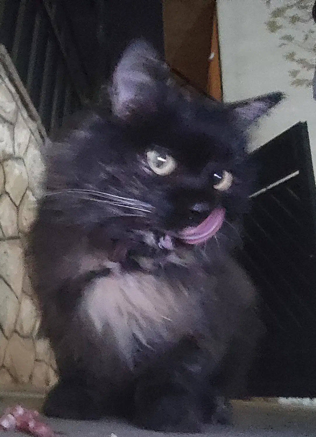 گربه پیدا شده|حیوانات|تهران, بوستان شیان|دیوار