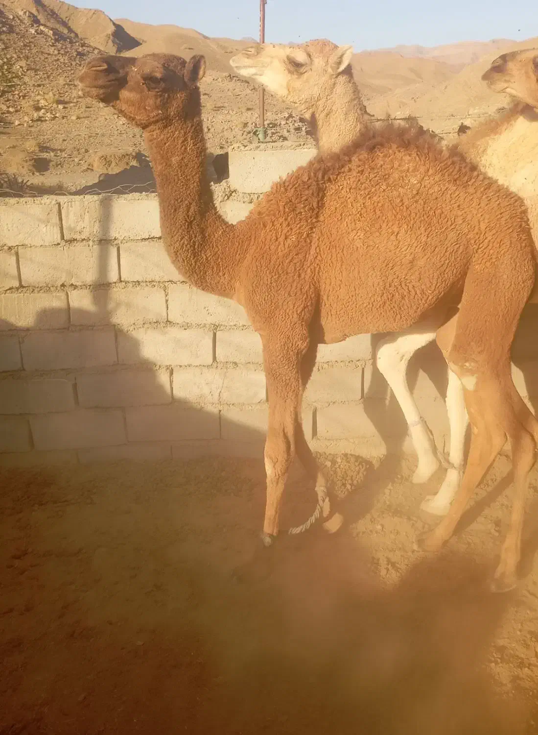 شتر نر چاق|حیوانات مزرعه|ایرانشهر, |دیوار