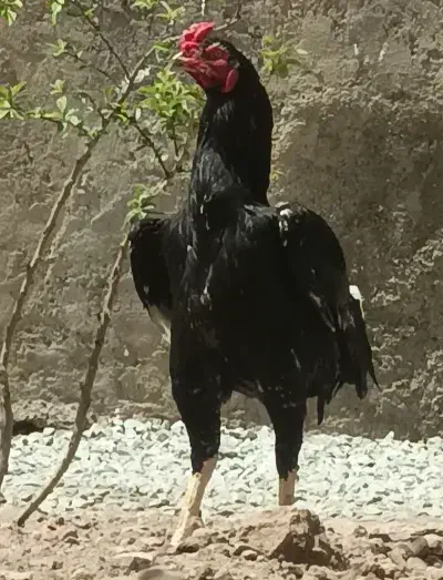 خروس لاری|حیوانات مزرعه|قزوین, |دیوار