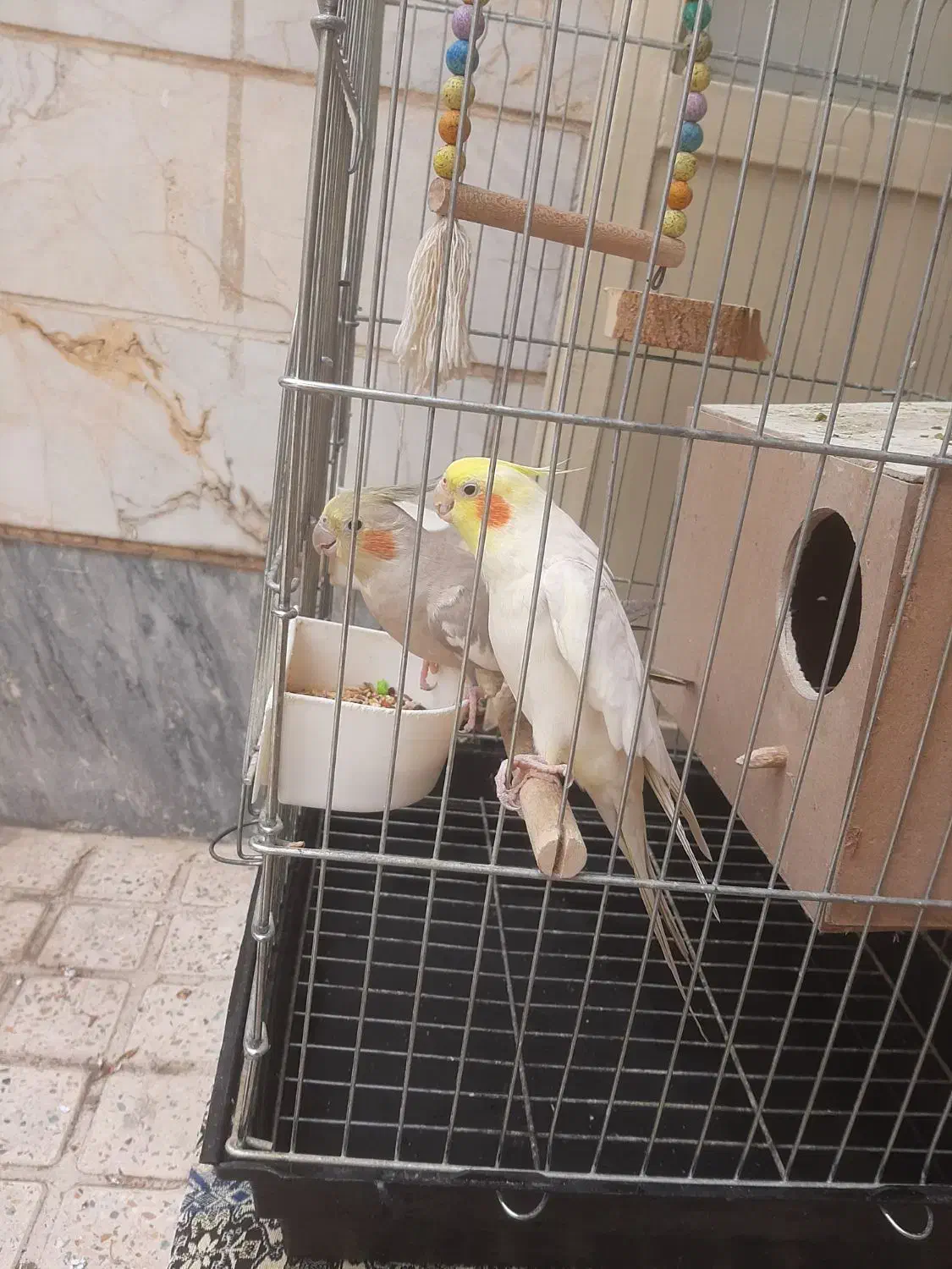 عروس هلندی|پرنده|اسلامشهر, شهرک لاله|دیوار