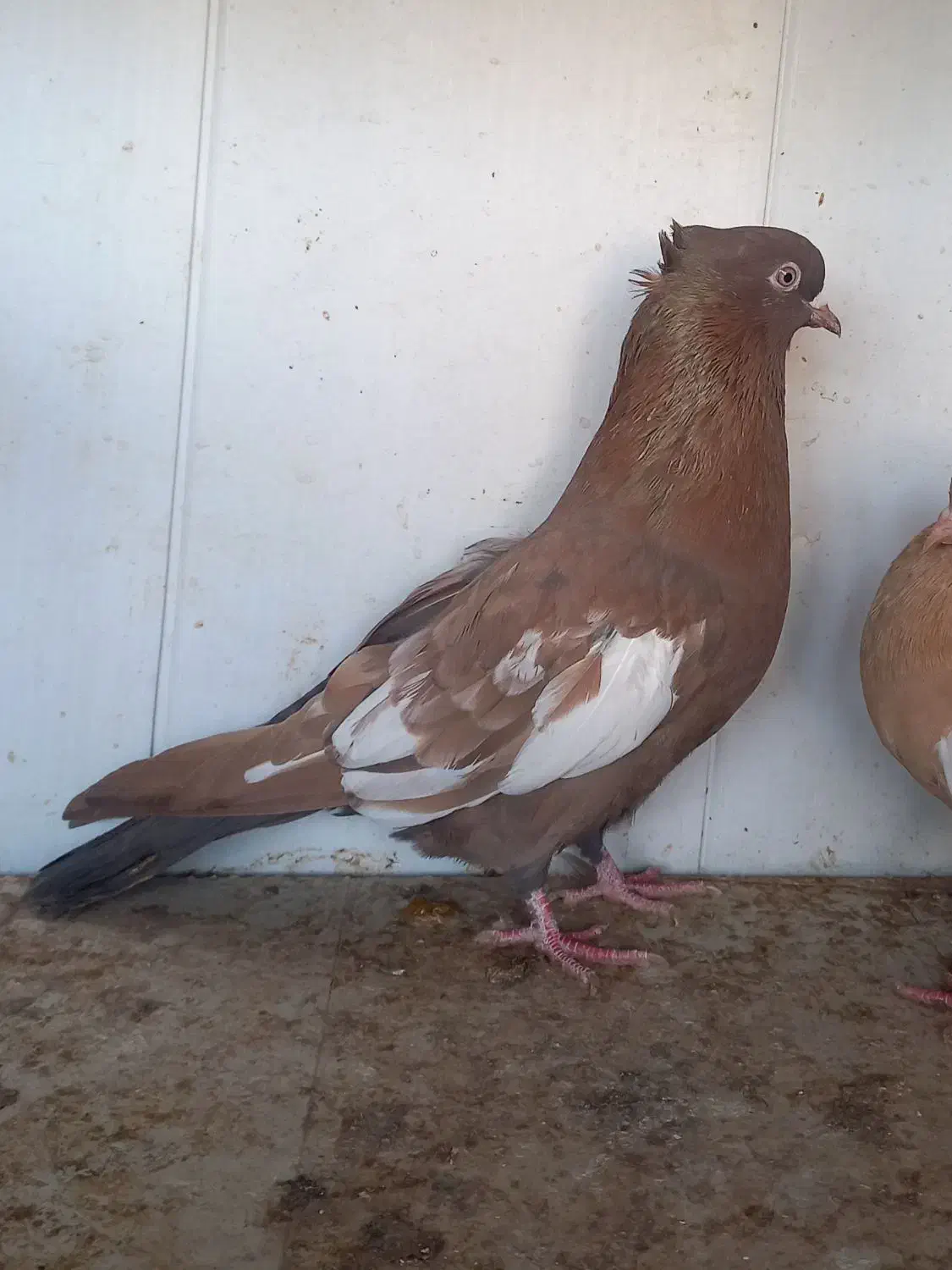 پرنده|پرنده|برازجان, |دیوار