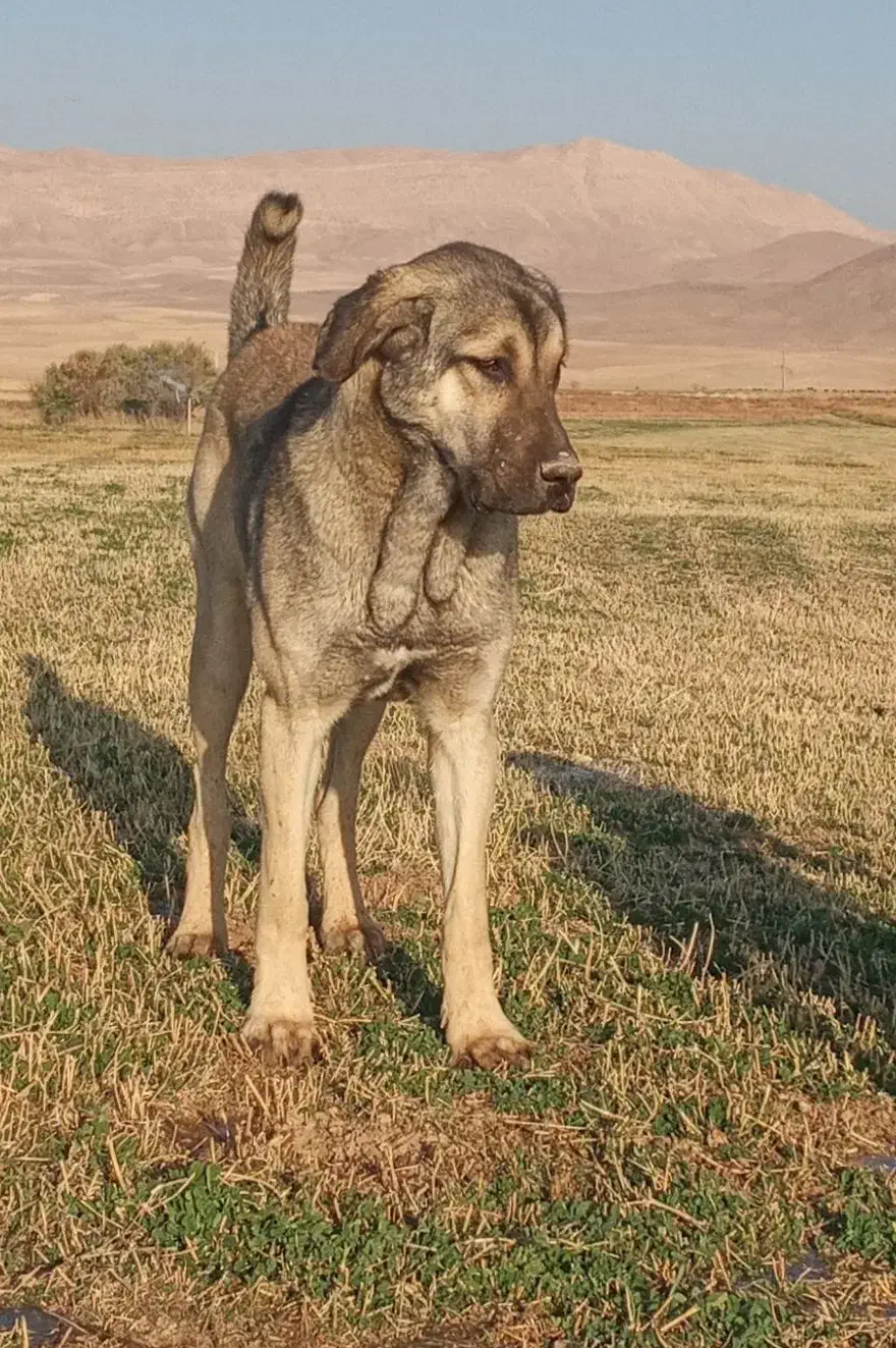 سگ پژدر|سگ|خنجین, |دیوار