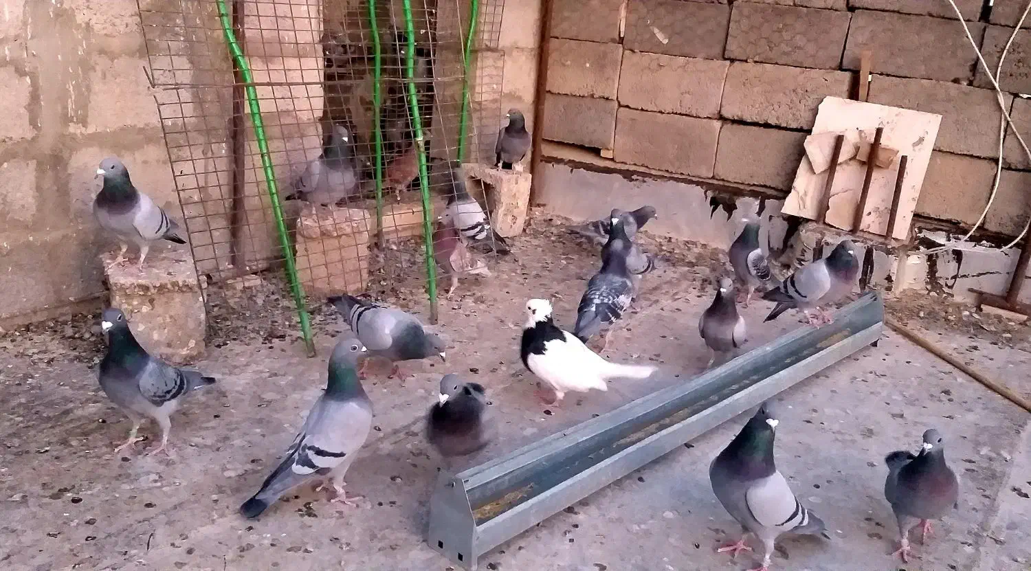 کبوتر پلاکی، مسافتی، اتم|پرنده|ملکان, |دیوار