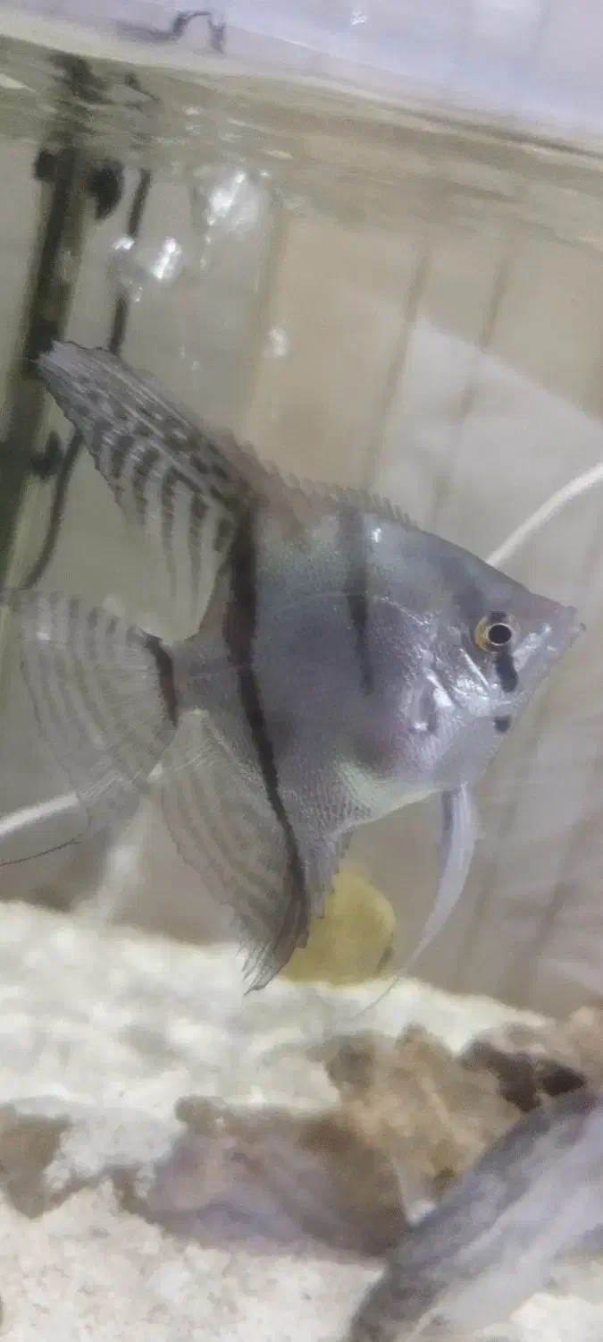 چهار عدد انجل تایگر|ماهی|اصفهان, مسجد مصلی|دیوار