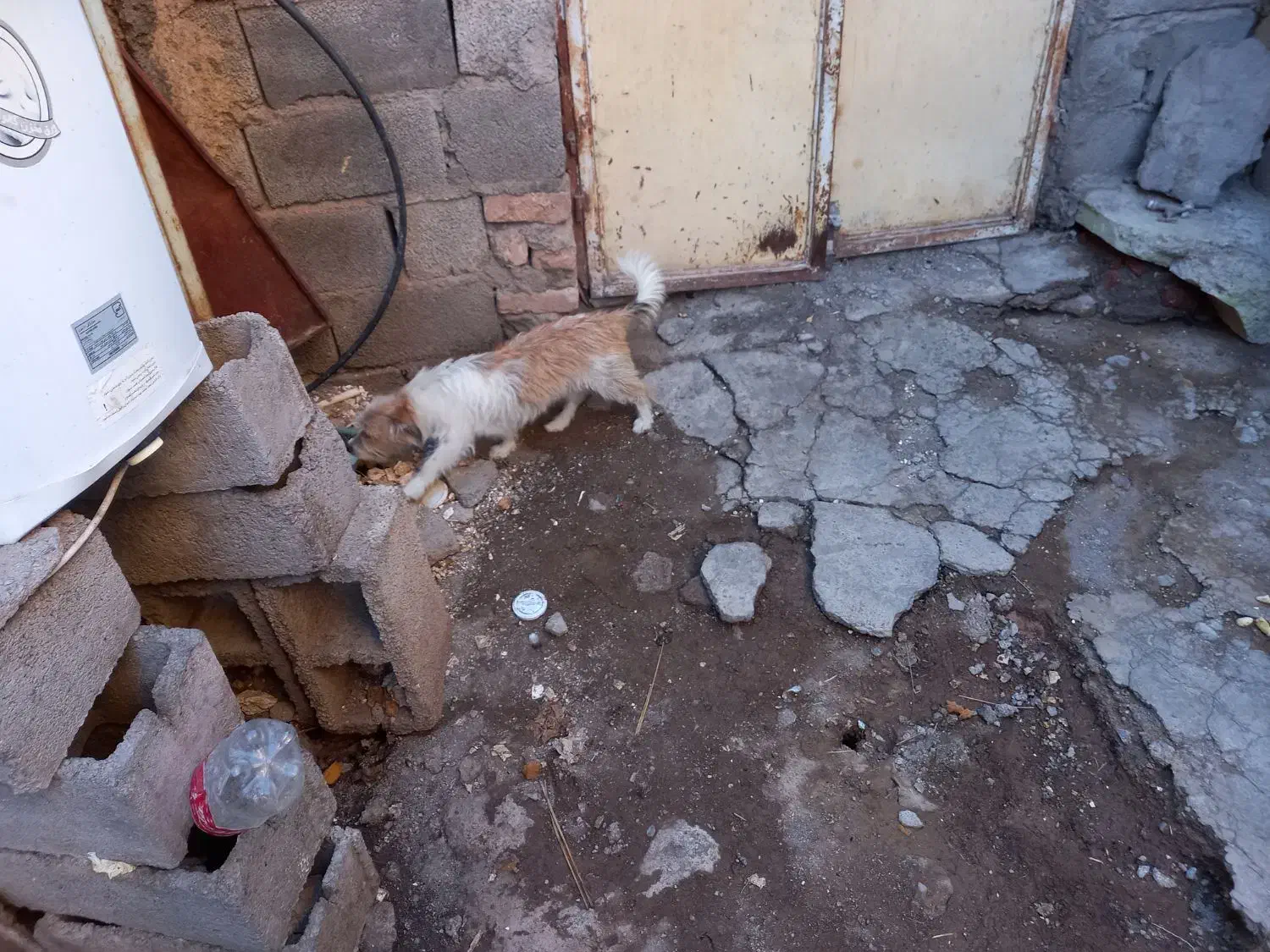 سگ با کوتاه|سگ|بم, |دیوار